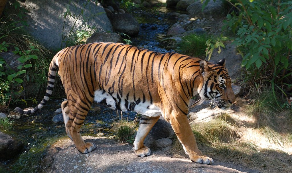 Corbett Hunters (Previously Known As Taarini Corbett)